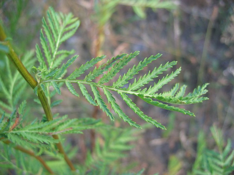 Tansy 